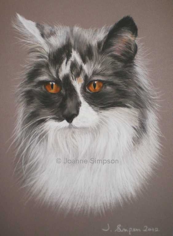 Maine Coon pet portrait.